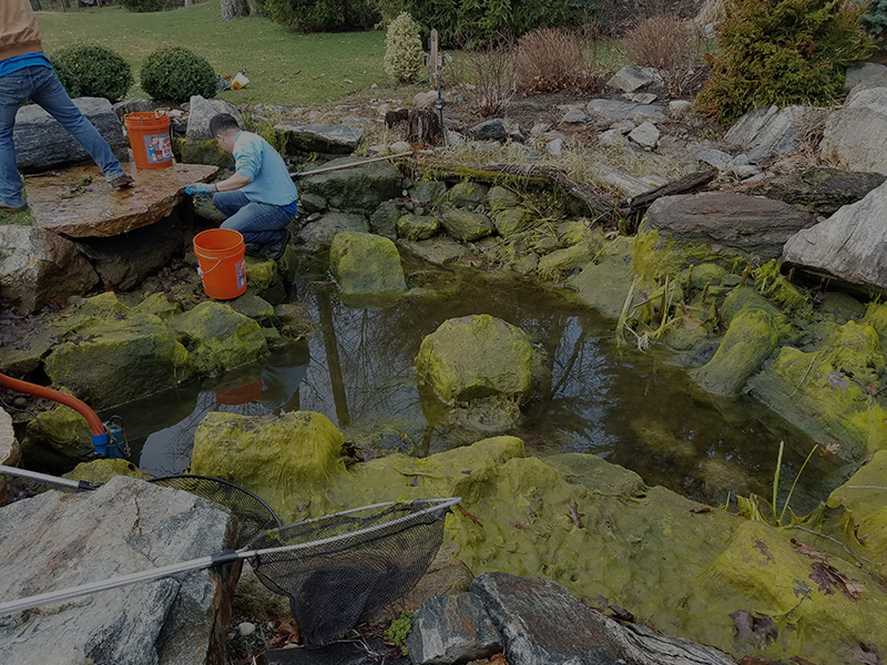 Maintaining Your Pond